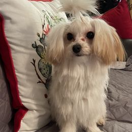 Mya - Morkie