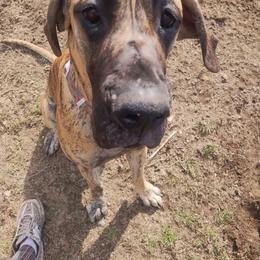 Maple Doo - Great Dane