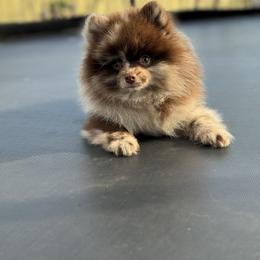 Pomeranian Puppies from lunas_poms