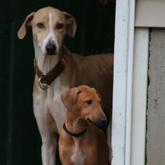 "Puppy - Izzy (Yllizi n'shat-ehad) imp. Germany" Azawakh Puppies from Kel Simoon Azawakh