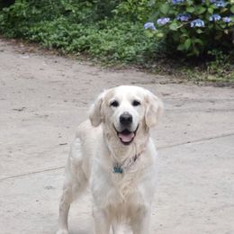 Dexter - Golden Retriever