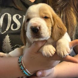 PURPLE boy Fozzie - Red and white male Basset Hound puppy in Saint Cloud, Florida from Mockingbird Hollow Bassets