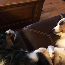 Miniature Australian Shepherd and Toy Australian Shepherd All Grown Up from Rolling Ridge Farms