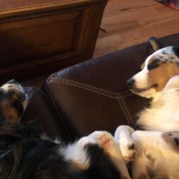 Miniature Australian Shepherd and Toy Australian Shepherd All Grown Up from Rolling Ridge Farms