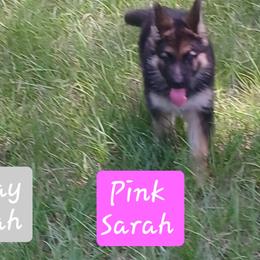 Sarah Pink Collar - Black and red female German Shepherd puppy in Bedias, Texas from TiPi S Ranch's German Shepherds