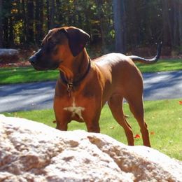Rhodesian Ridgebacks from Cape Ridge Rhodesian Ridgebacks