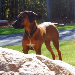 Rhodesian Ridgebacks from Cape Ridge Rhodesian Ridgebacks
