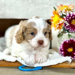 Blue boy - Blenheim male Cavapoo puppy in Waukesha, Wisconsin from Bernedoodle Boutique (and Cavapoos)