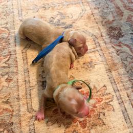 Blue Boy - Buff male Cockapoo puppy in Covington, Louisiana from MyKy Puppies