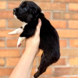 Quest - Black tri-color female Australian Shepherd puppy in Kalamazoo County, Michigan from Loveland Kennels