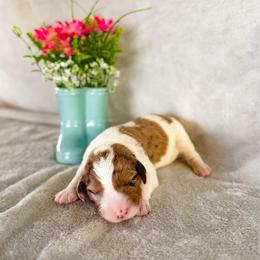 Poppy - Merle female Labradoodle puppy in Elizabeth City, North Carolina from Howdy Doodles