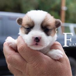 Franklin - Red male Pembroke Welsh Corgi puppy in Manchester, Kentucky from Riverside Corgis