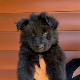 Black Female - Black female German Shepherd puppy in Twin Lake, Michigan from Drago Team ~ Michigan K9