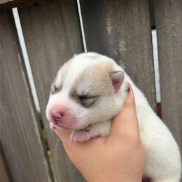 Spell - Gray and white male Siberian Husky puppy in Warrenville, South Carolina from StormVale Siberian Huskies