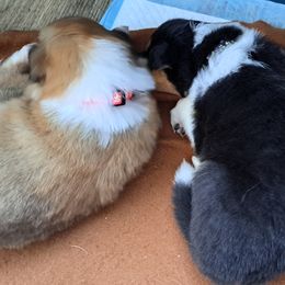 Collies from Glazier Equine