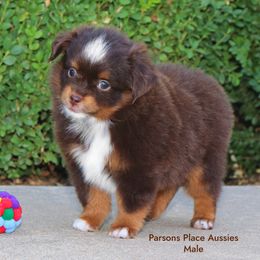 Mr. Red - Red tri male Toy Australian Shepherd puppy in Chandler, Oklahoma from Parsons Place Aussies