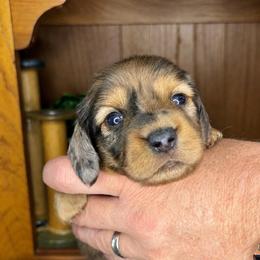AKC dapple boy - Dapple male Dachshund puppy in Ozark, Alabama from Honey Hill Dachshunds