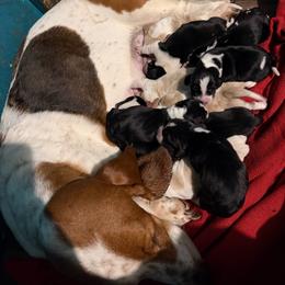 Girl 2 - Black and white female Basset Hound puppy in Iowa from Tabitha's Basset Hounds