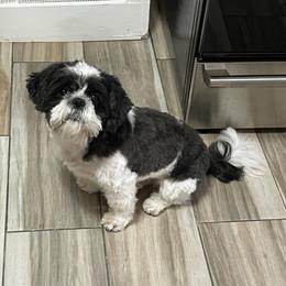 Gordo - Shih Tzu