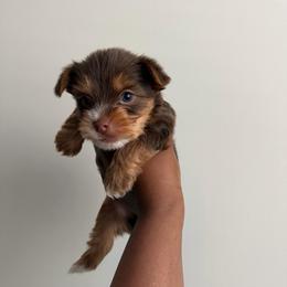 Bentley. - Chocolate, tan and white male Yorkshire Terrier puppy in Winston Salem, North Carolina from Pawfectly Tailored Yorkie's