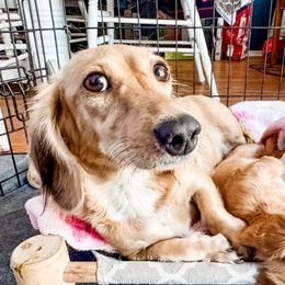 Bean - Dachshund