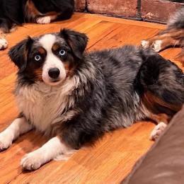 Rosa May - Miniature American Shepherd