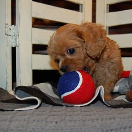 Cavapoo Puppies from Dogwood & Sassafras Companions