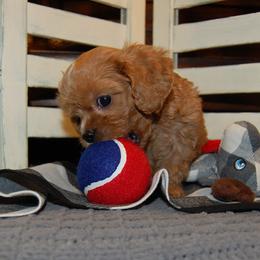 Cavapoo Puppies from Dogwood & Sassafras Companions