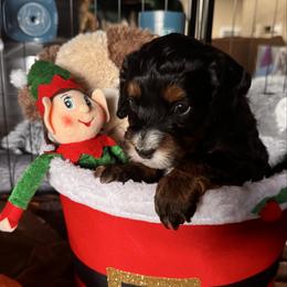 Rudolph - Tri-color male Bernedoodle puppy in Pueblo, Colorado from Doodles of the Rockies