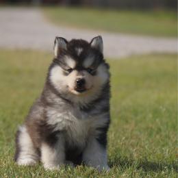 Kubota - Black and white female Pomsky puppy in Krum, Texas from Paw-Some Pomskies