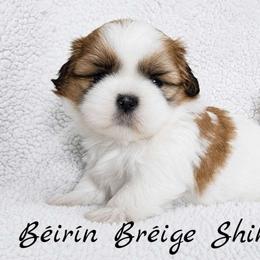 AKC Red & White Parti Male - Red and white male Shih Tzu puppy in Las Vegas, Nevada from Beirin Breige Shih Tzus