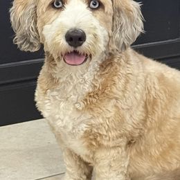 Scarlett - Australian Mountain Doodle