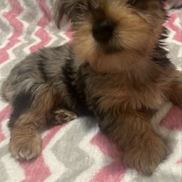 Peppermint - Merle female Yorkipoo puppy in Shelby, North Carolina from Precious pups dynasty kennel