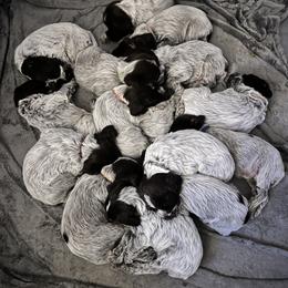 Wirehaired Pointing Griffon Puppies from Gunpowder Griffons