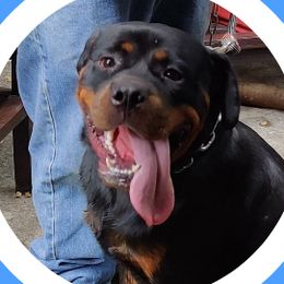 Max - Rottweiler
