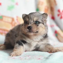 Mabel - Merle female Pomsky puppy in Coos Bay, Oregon from Ocean View Pomskies