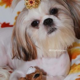 Cuddle - Liver and white Shih Tzu puppy in Texas from Little Foot Paws 🐾