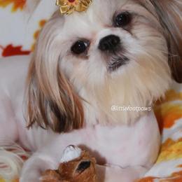 Cuddle - Liver and white Shih Tzu puppy in Texas from Little Foot Paws 🐾