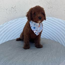 Maty - Red  male Goldendoodle puppy in Davie, Florida from Daviegoldendoodles