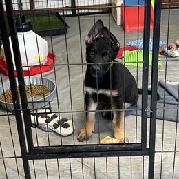 Blue Collar - German Shepherd puppy in Bonne Terre, Missouri from Skaggs Shepherds