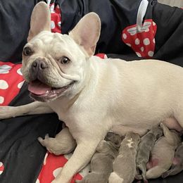 French Bulldogs from Frenchie Babies NW