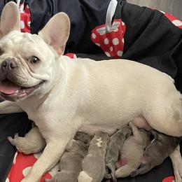French Bulldogs from Frenchie Babies NW