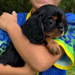 Black and Tan Girl - Black and tan female Cavalier King Charles Spaniel puppy in Mount Dora, Fl, Florida from Breezy Palms Puppies