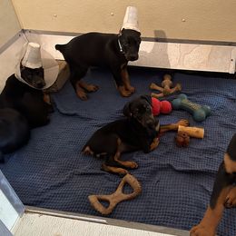 Doberman Pinschers from Cover Vogue Dobermans