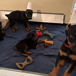 Doberman Pinschers from Cover Vogue Dobermans