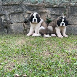 Saint Bernard Puppies from Buendias Ranch Saint Bernards & Bernese Mountain Dogs