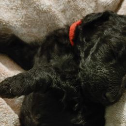 Spike - Goldendoodle puppy in Salem, Alabama from Oddles Of Doodles
