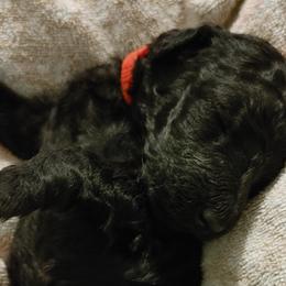 Spike - Goldendoodle puppy in Salem, Alabama from Oddles Of Doodles