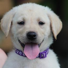 Labrador Retrievers from Copper View Farm- Labs
