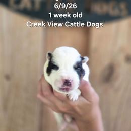 Boy 4 - Blue mottled male Australian Cattle Dog puppy in Monroe, North Carolina from Creek View Cattle Dogs